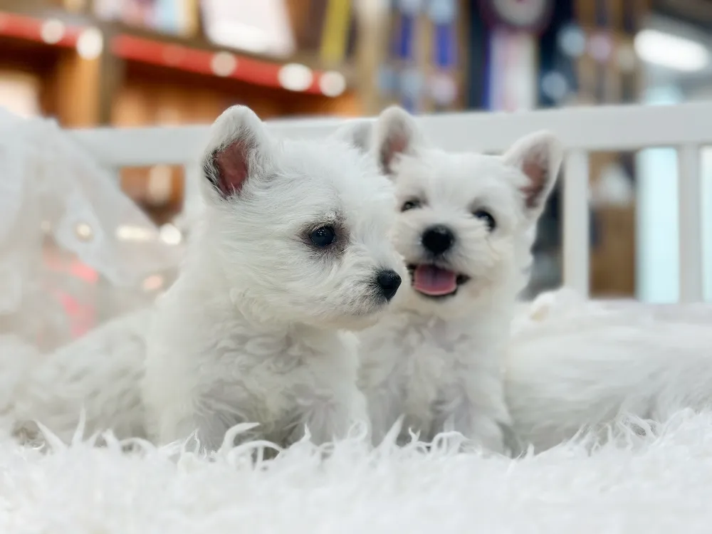 금정구 화이트테리어분양 금정구 화이트테리어분양 프로필 2
