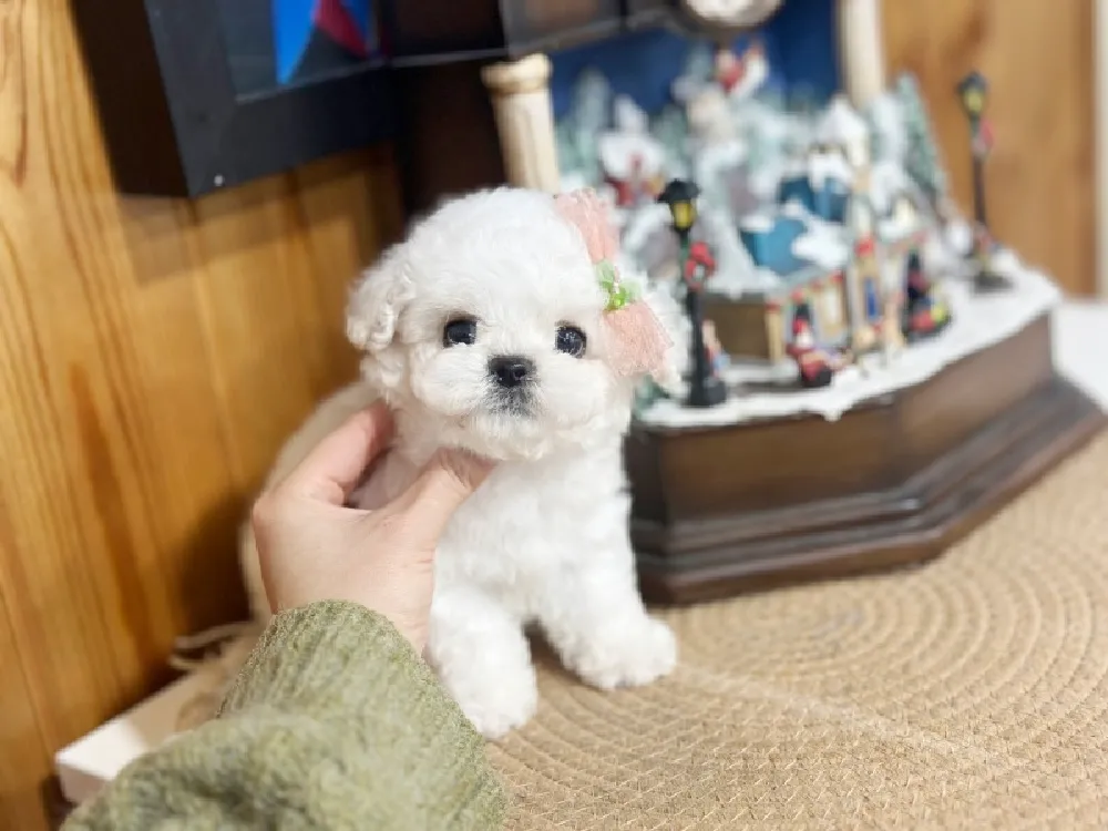 여주 미니비숑분양 여주 미니비숑분양 프로필 2