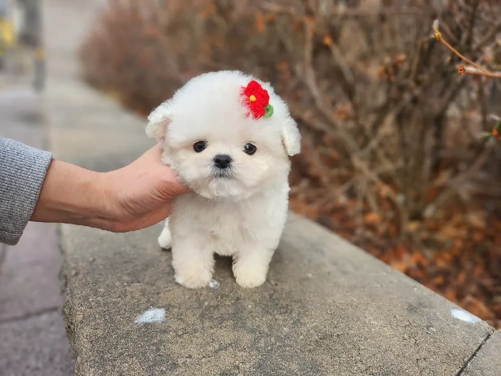 비숑프리제 비숑 타임 대응 훈련 가이드