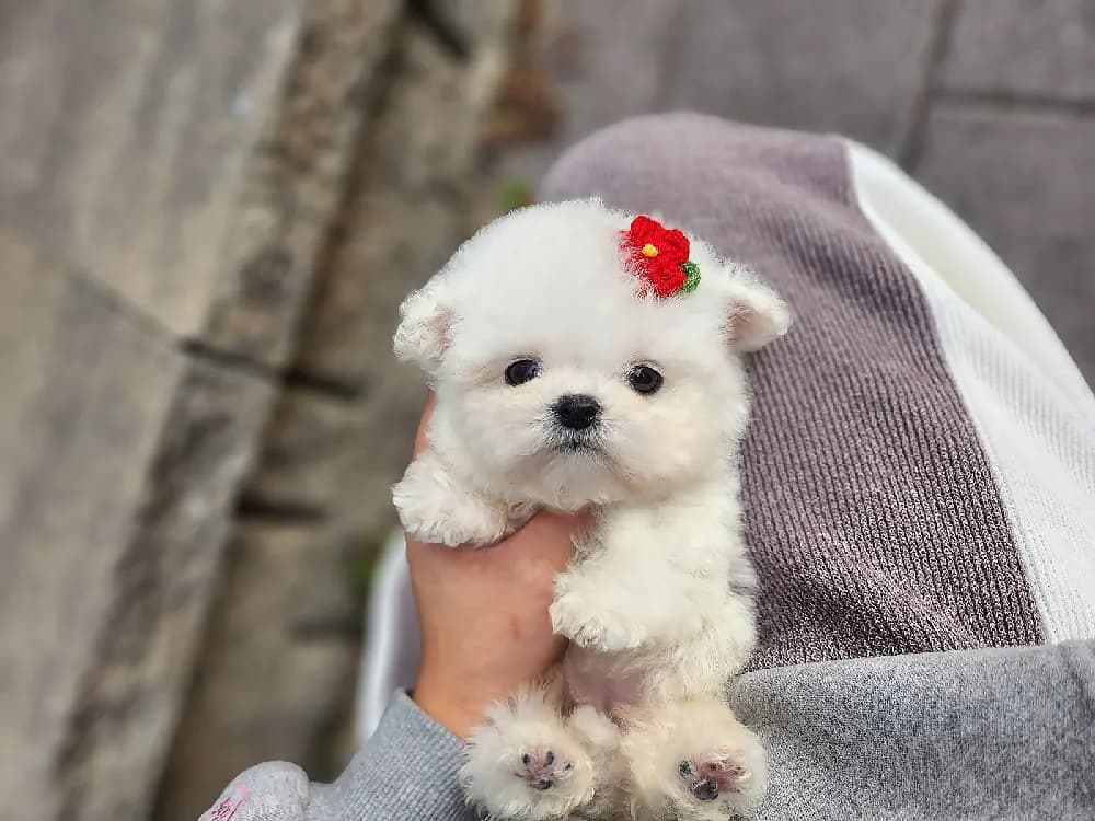 평생 사후 의료 지원 혜택