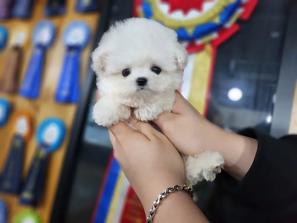 비숑프리제분양 비숑프리제분양 케어 모습 3