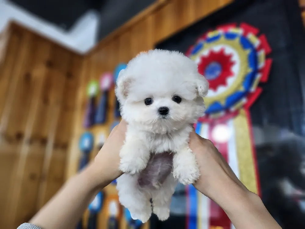 순수 미니 타입 혈통 관리