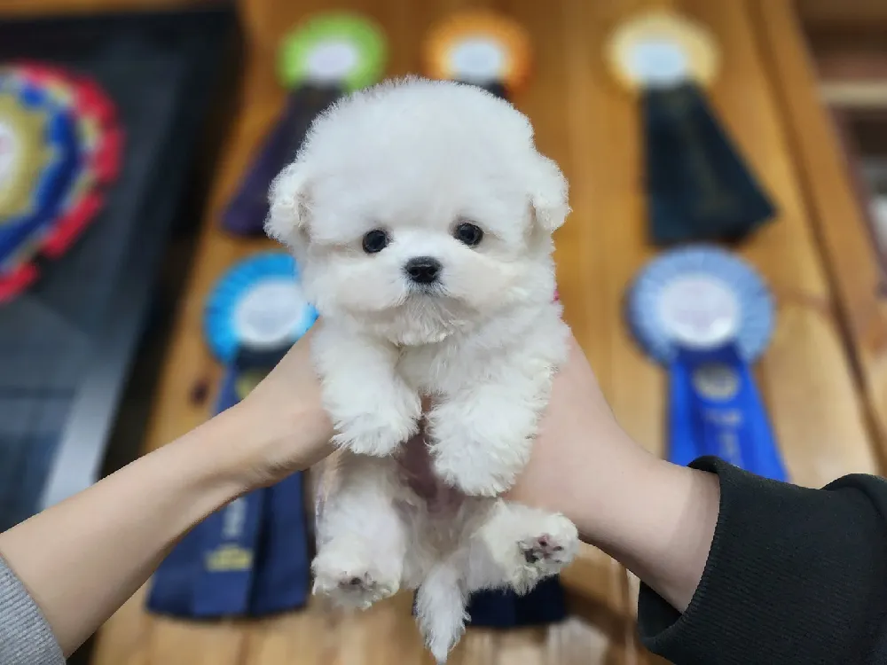 미니비숑분양 강아지 파양입소 현장 1