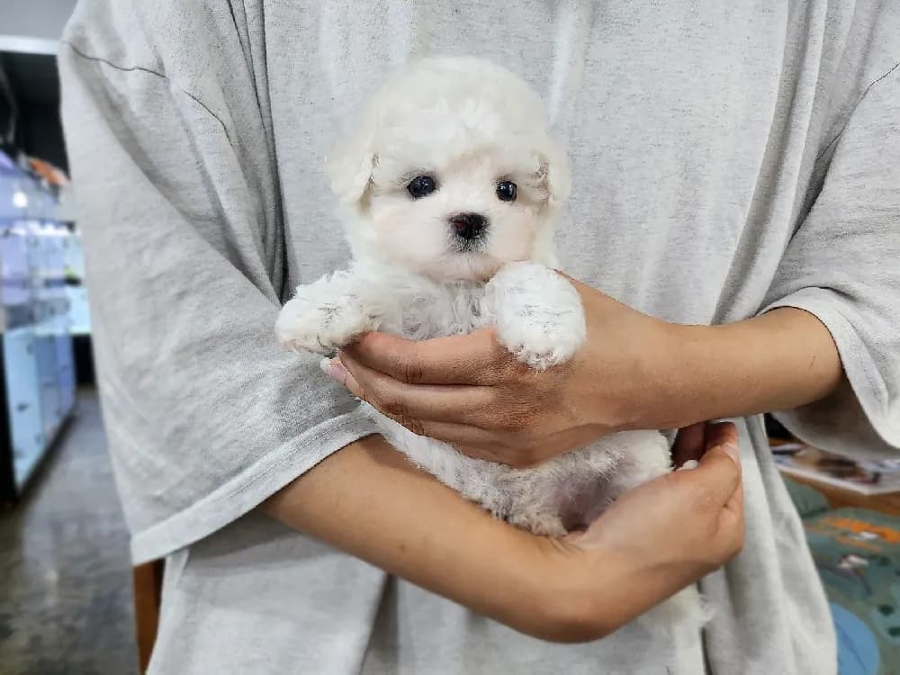 예산 미니비숑분양 예산 미니비숑분양 프로필 2