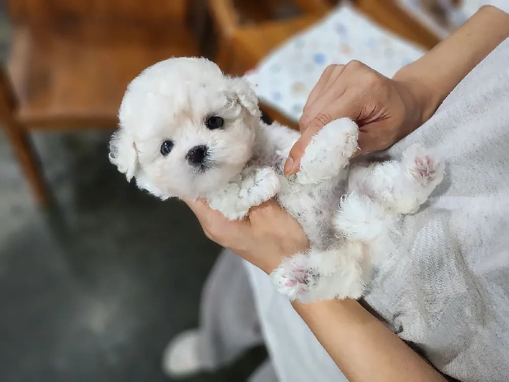 생애 초기 긍정 강화 케어