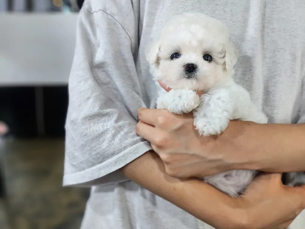 울산 미니비숑분양 울산 미니비숑분양 케어 모습 3