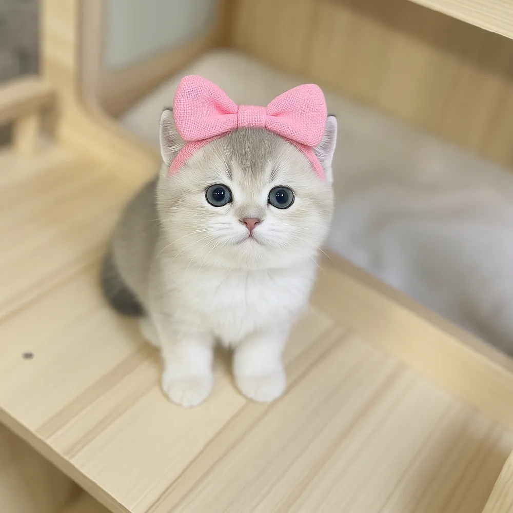 친화력 증진 프리미엄 케어
