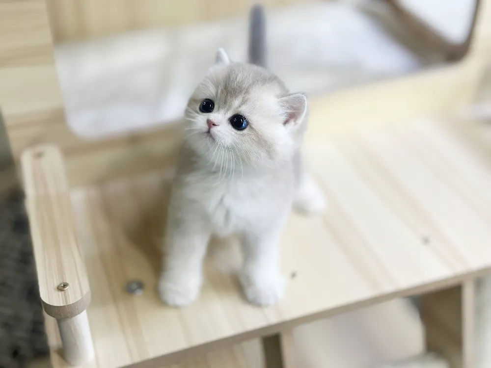 양평 고양이분양 양평 고양이분양 케어 모습 3