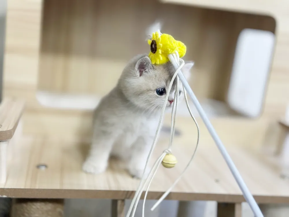 모색 및 체형별 프리미엄 브리딩 케어