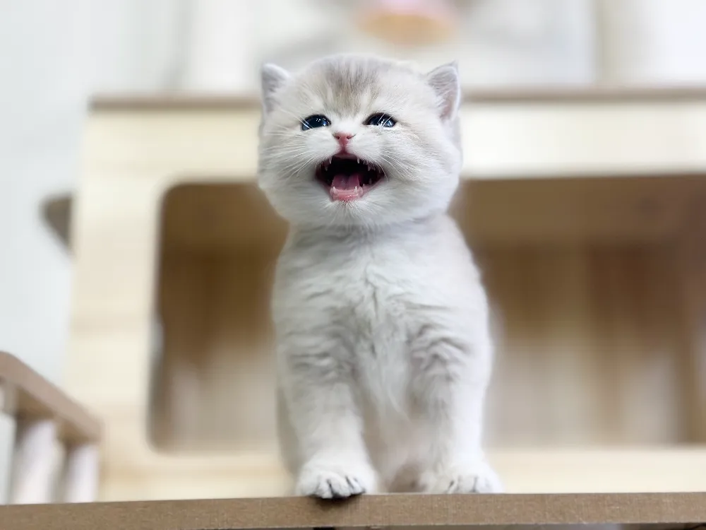 청송 고양이분양 청송 고양이분양 케어 모습 3