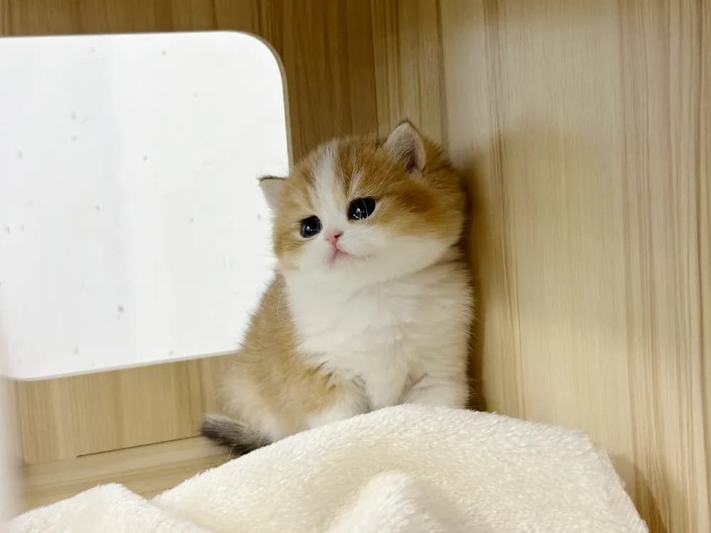 3대 치명 바이러스 키트 검진