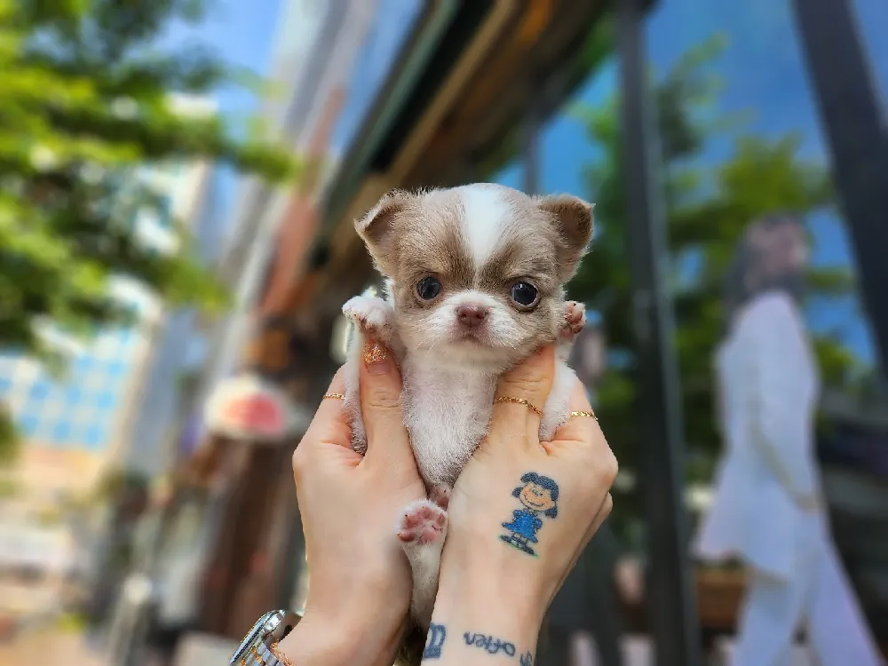 강화 치와와분양 강화 치와와분양 프로필 2