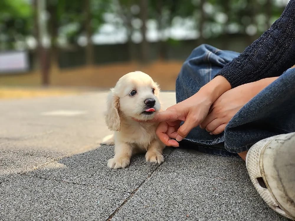 명랑하고 다정한 사회화 조기 트레이닝
