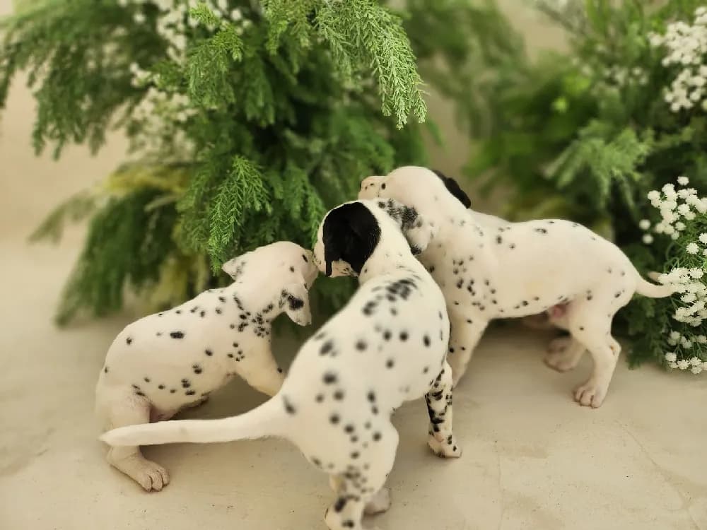 영주 달마시안분양 영주 달마시안분양 케어 모습 3
