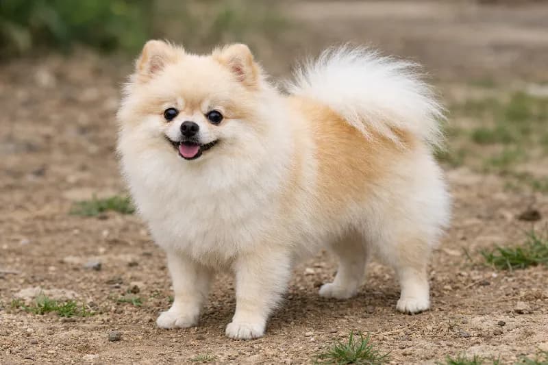 책임 입양 매칭