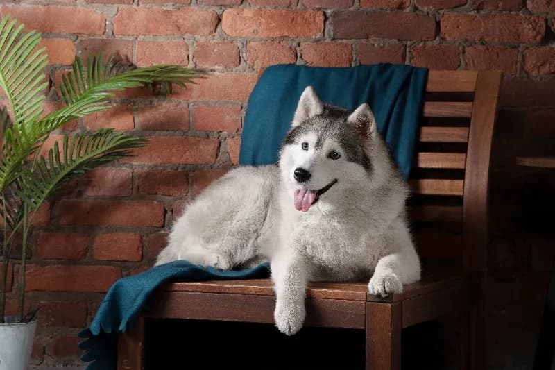 속초 강아지보호소 무료분양 매칭 사례 3