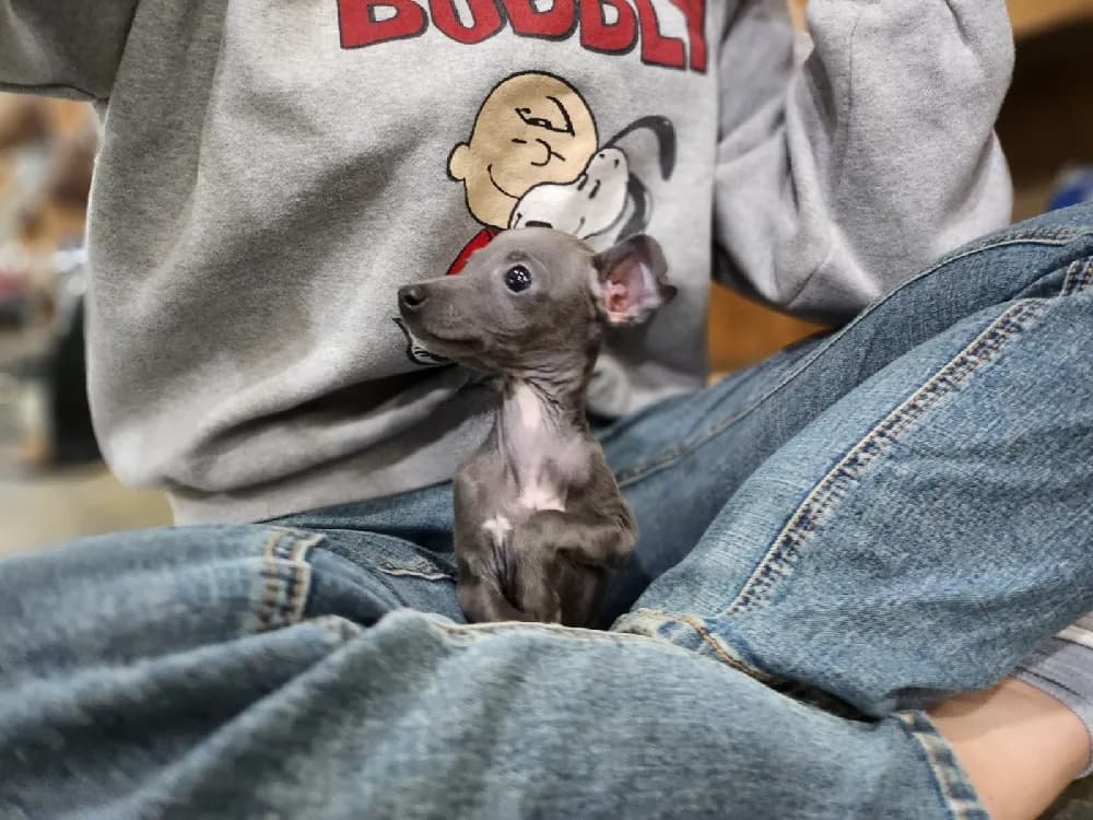 제주 이탈리안그레이하운드분양 제주 이탈리안그레이하운드분양 프로필 2