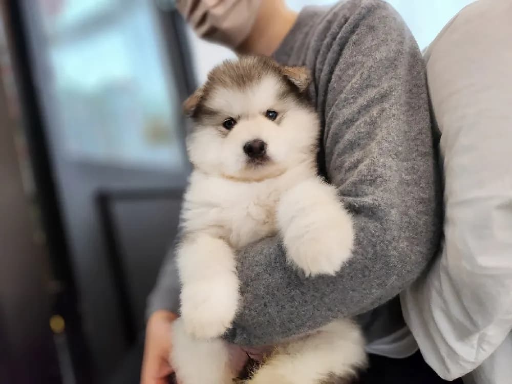 군산 알래스칸말라뮤트분양 군산 알래스칸말라뮤트분양 프로필 2