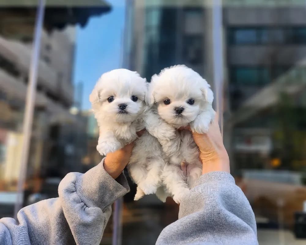 서산 말티즈분양 서산 말티즈분양 케어 모습 3