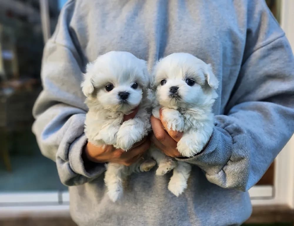 양산 말티즈분양 양산 말티즈분양 프로필 2