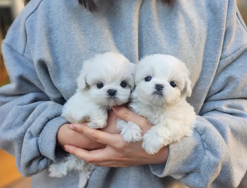 의왕 말티즈분양 의왕 말티즈분양 케어 모습 3