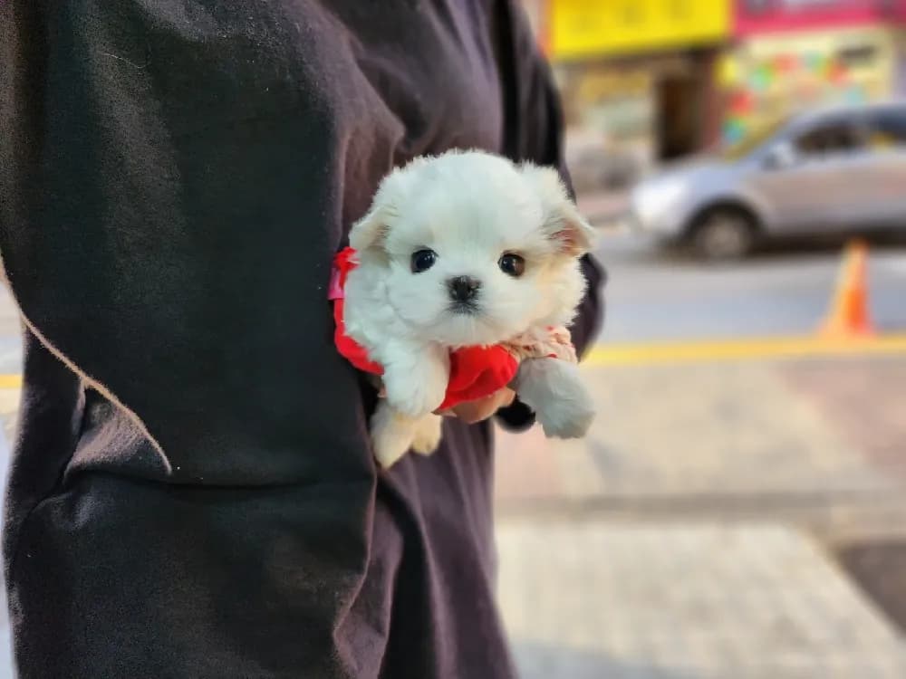 익산 말티즈분양 강아지 파양입소 현장 1