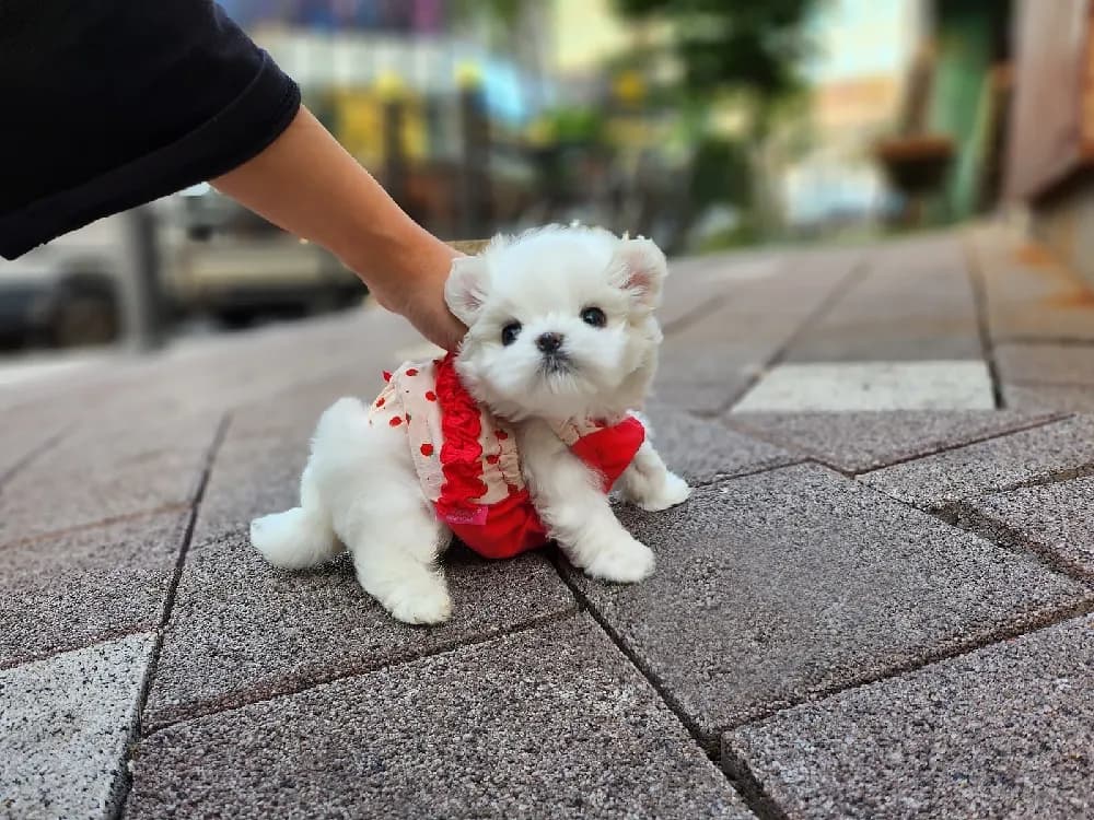 안산 말티즈분양 강아지 파양입소 현장 1