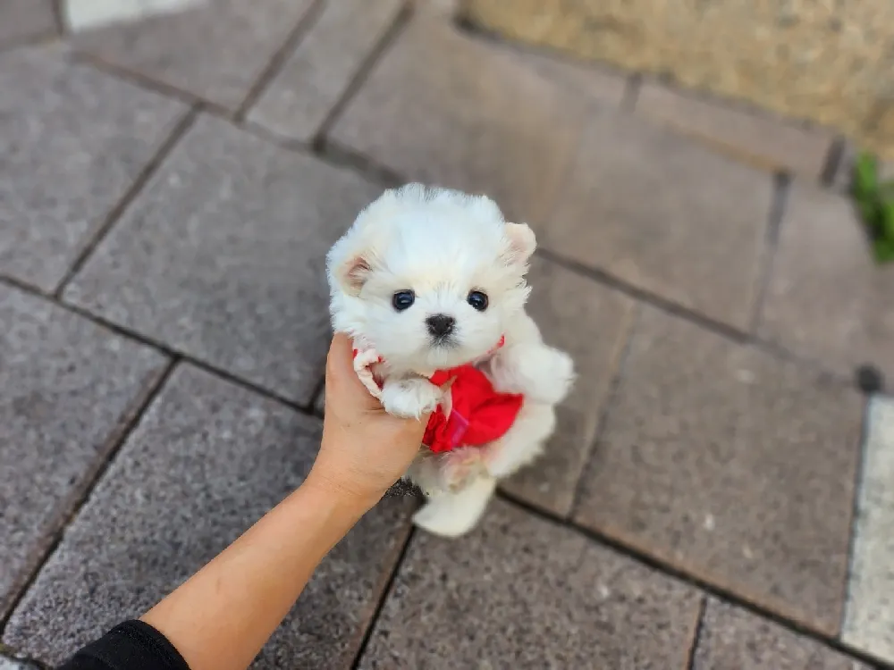 삼척 말티즈분양 삼척 말티즈분양 케어 모습 3