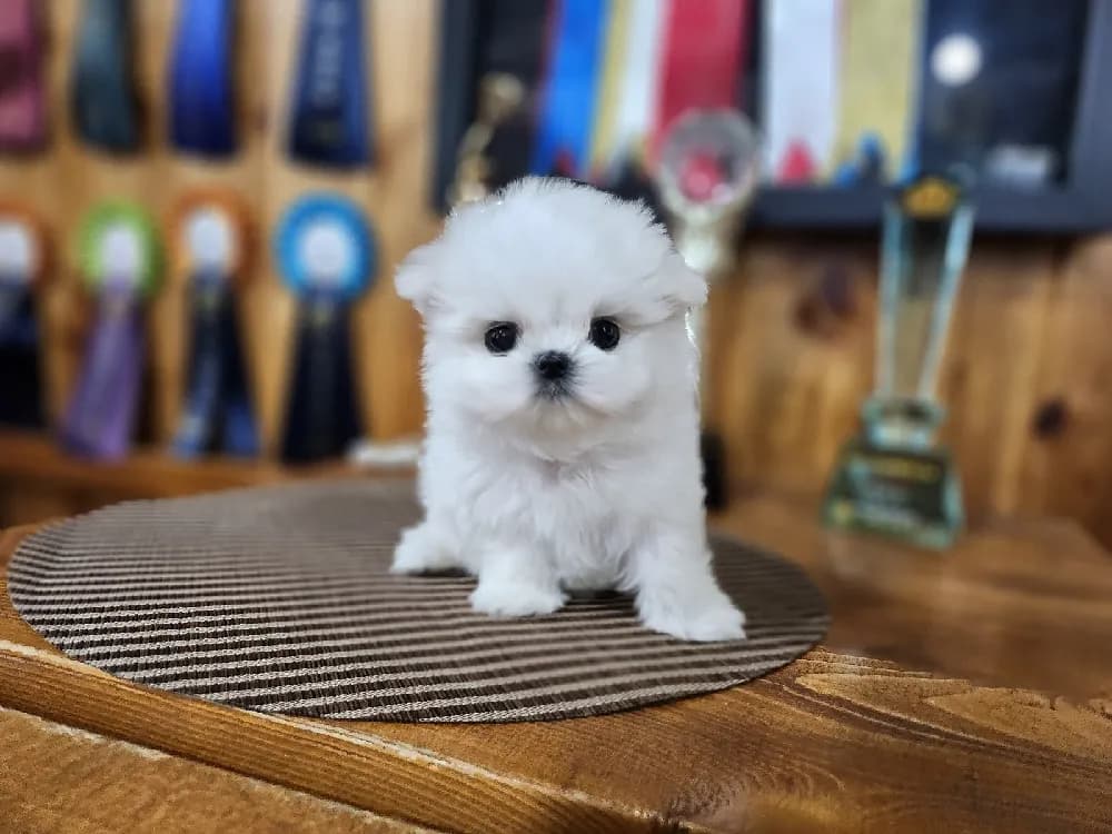 익산 말티즈분양 익산 말티즈분양 프로필 2