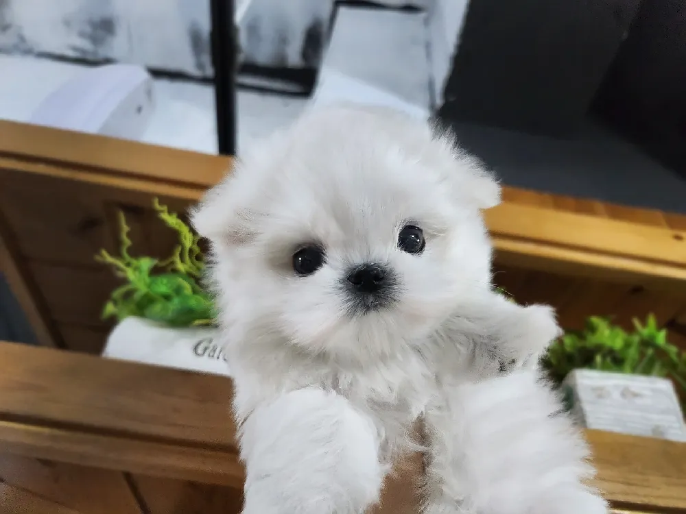 순백 코트 및 눈물 케어 코칭