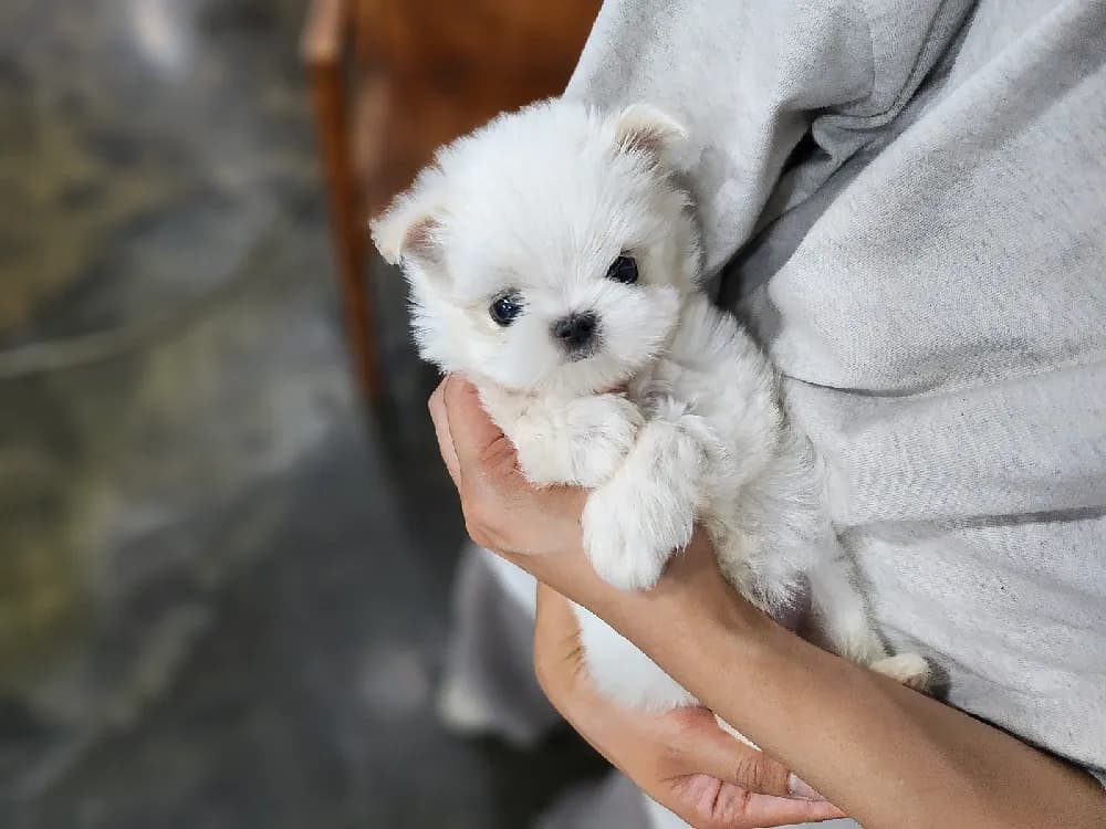 춘천 말티즈분양 강아지 파양입소 현장 1
