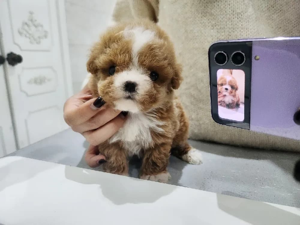 서산 말티푸분양 서산 말티푸분양 프로필 2