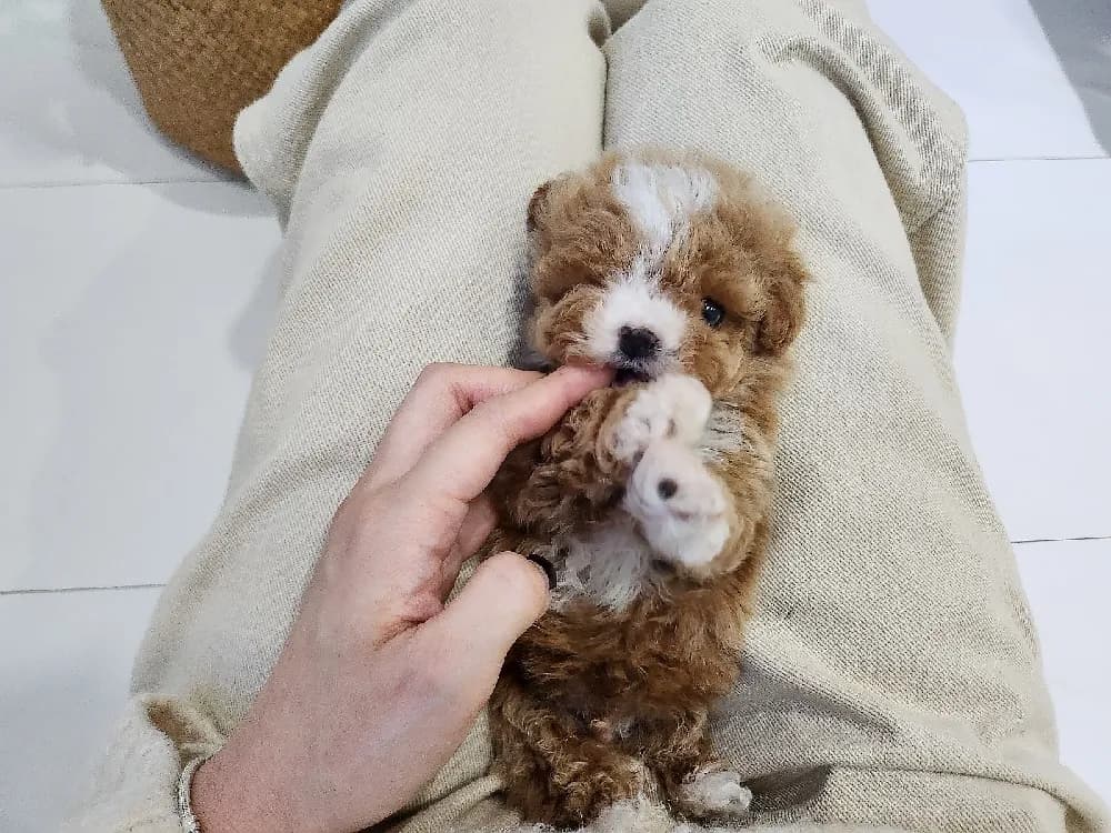 세종 말티푸분양 세종 말티푸분양 케어 모습 3