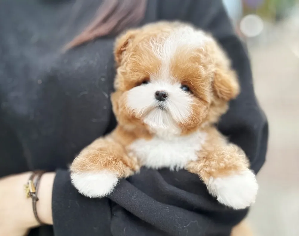 산본 말티푸분양 강아지 파양입소 현장 1