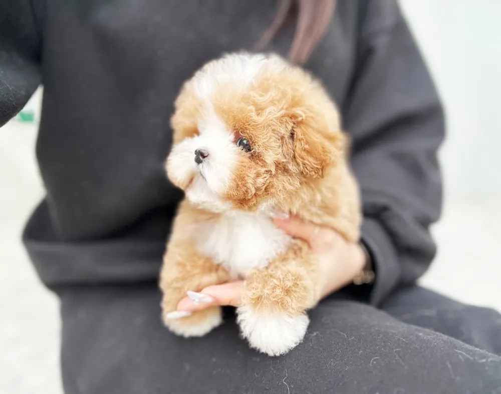 진주 말티푸분양 진주 말티푸분양 케어 모습 3