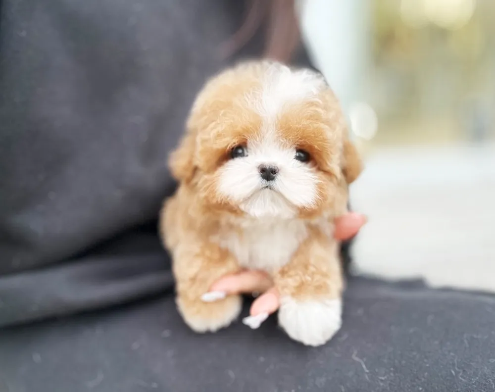 목동 말티푸분양 강아지 파양입소 현장 1