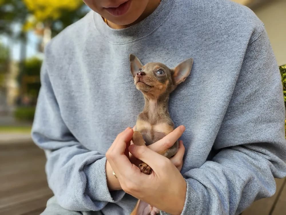 나주 미니핀분양 나주 미니핀분양 케어 모습 3