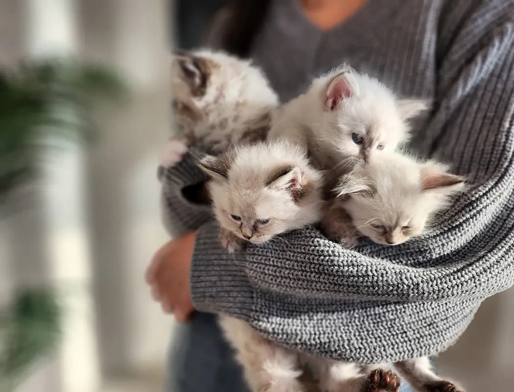 광주 네바마스커레이드분양 광주 네바마스커레이드분양 프로필 2
