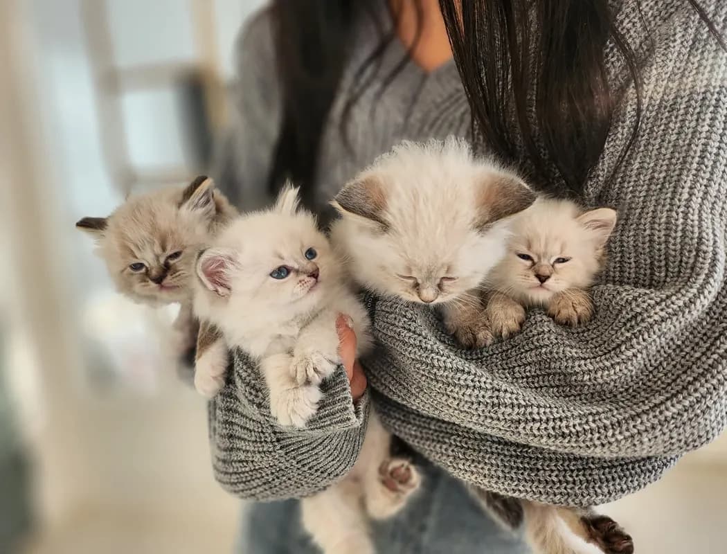 보령 네바마스커레이드분양 보령 네바마스커레이드분양 프로필 2