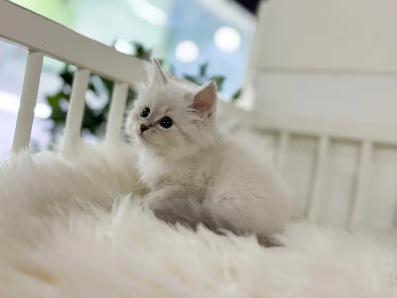 강화 네바마스커레이드분양 강아지 파양입소 현장 1