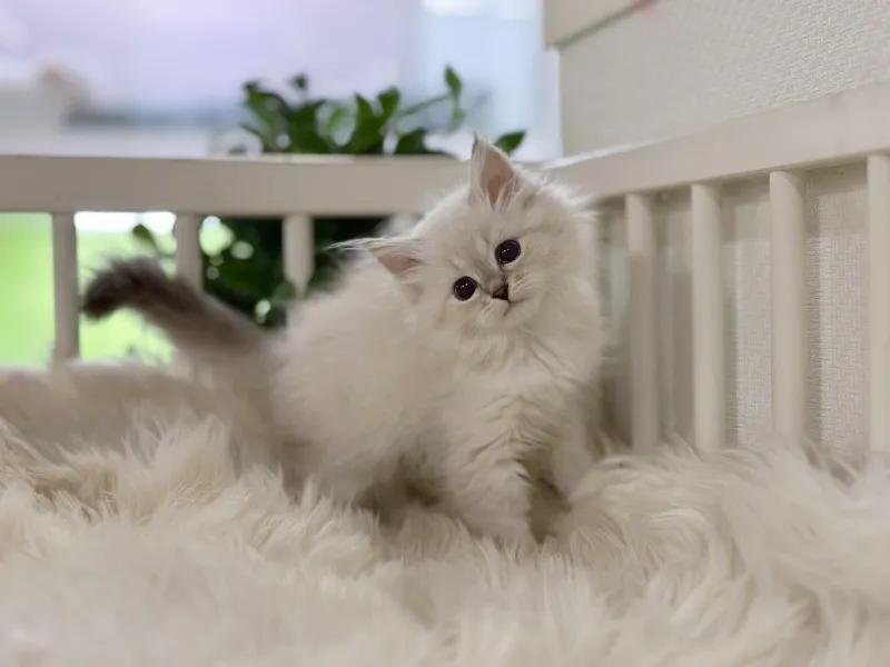 강화 네바마스커레이드분양 강화 네바마스커레이드분양 케어 모습 3