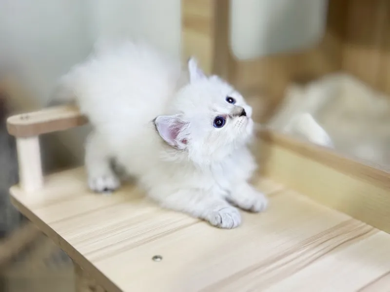 온순한 성향 형성 프로그램