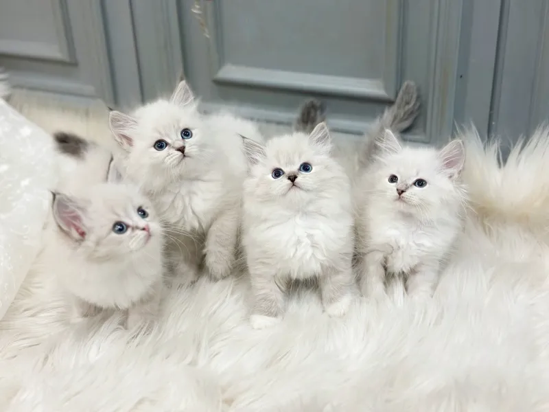 용산 네바마스커레이드분양 용산 네바마스커레이드분양 프로필 2