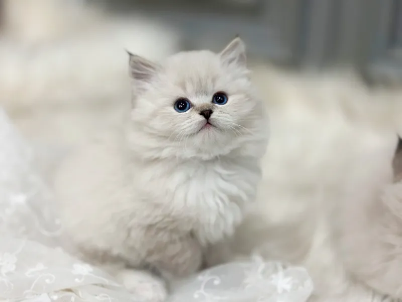 풍성한 삼중모 코트 관리 코칭