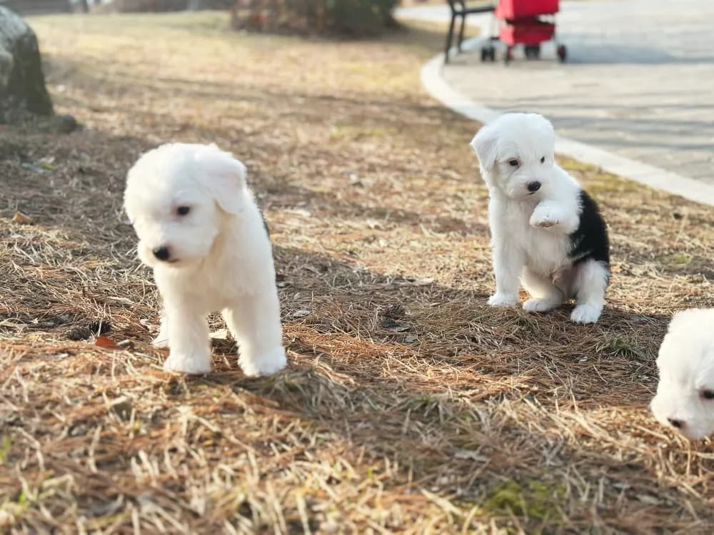 대구 올드잉글리쉬쉽독분양 대구 올드잉글리쉬쉽독분양 케어 모습 3