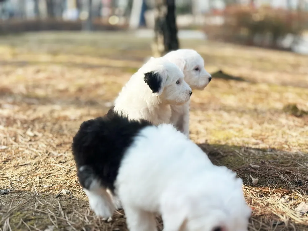 달서구 올드잉글리쉬쉽독분양 달서구 올드잉글리쉬쉽독분양 프로필 2