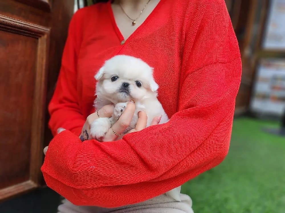 풍성한 사자 갈기 모량 관리