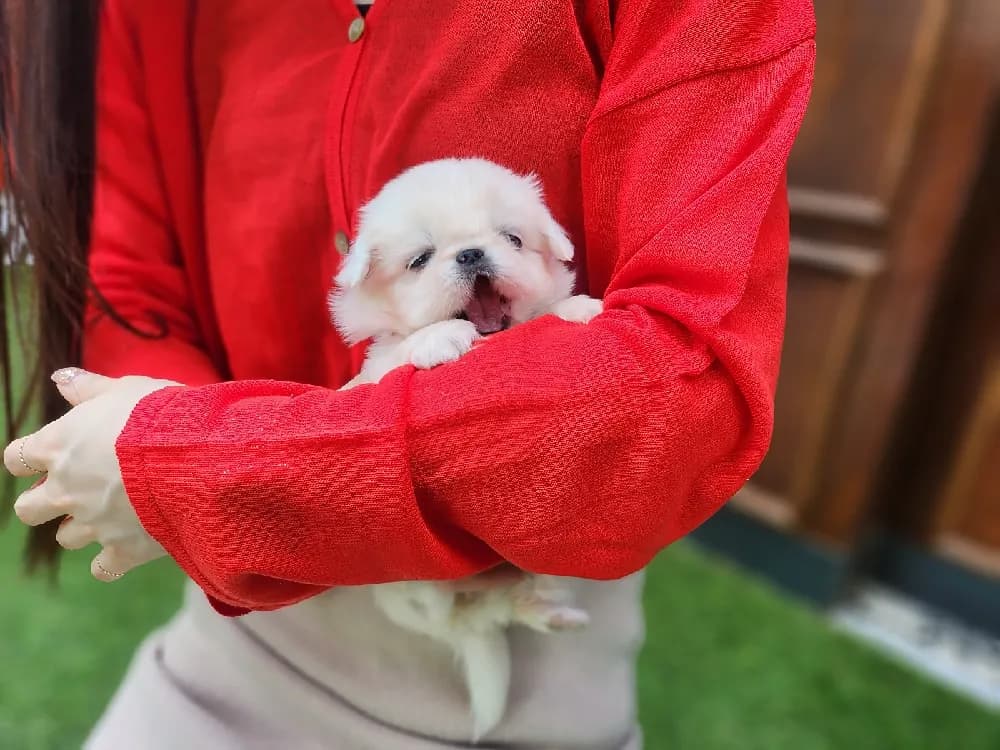 슬개골 및 척추 관절 안심 관리