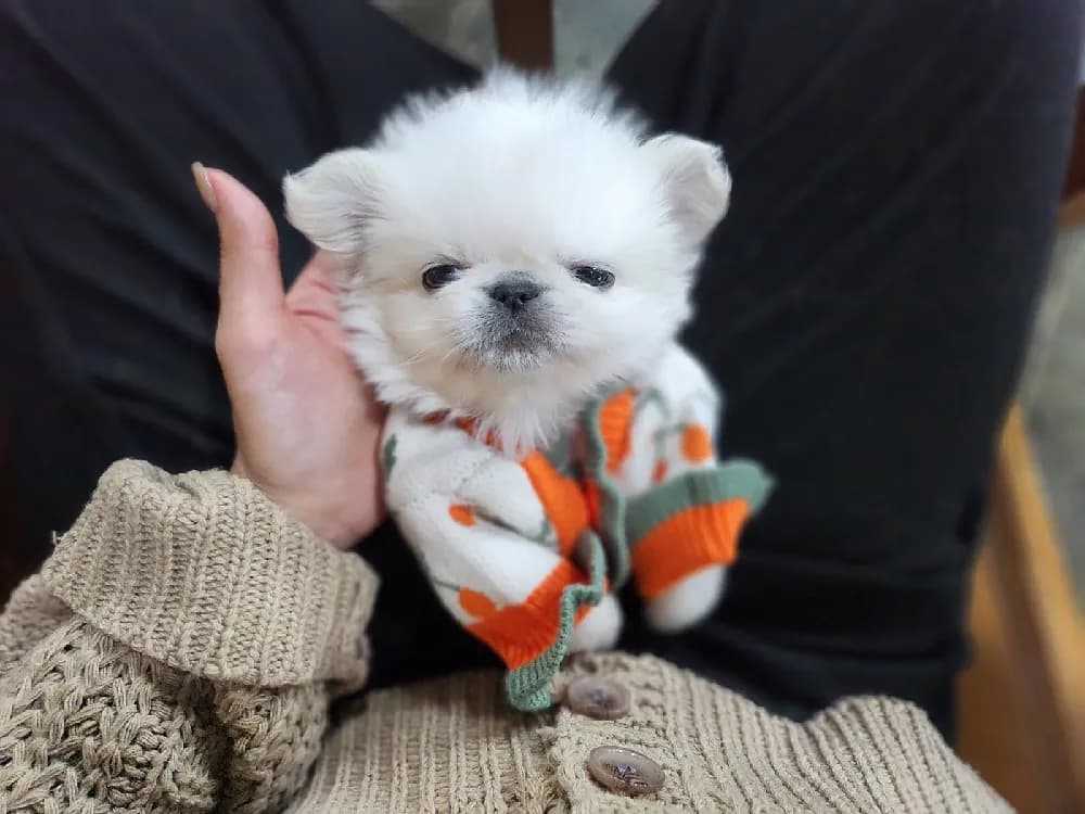 보은 페키니즈분양 보은 페키니즈분양 케어 모습 3