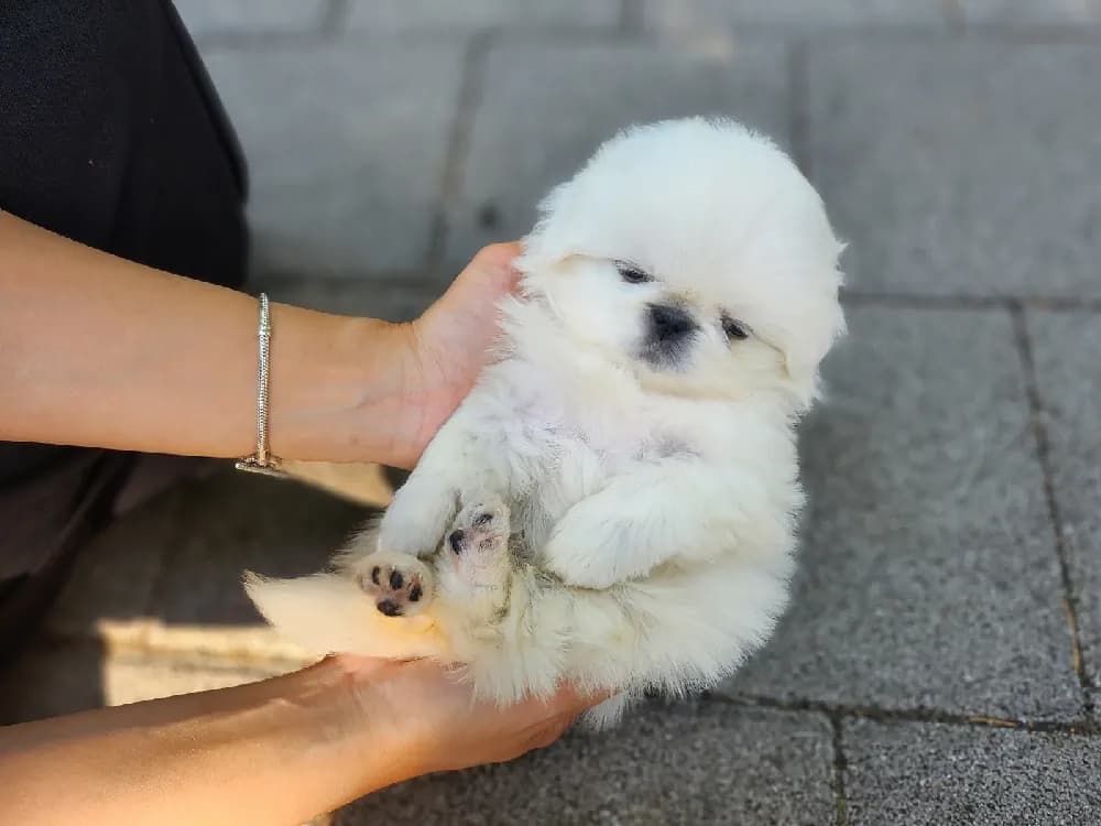 하동 페키니즈분양 하동 페키니즈분양 프로필 2